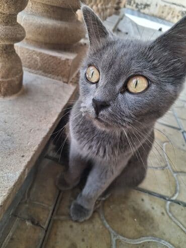 Şotland uzun tüklü, Dişi, Cütləşmə üçün, Pulsuz çatdırılma lalafo.az -da Şotland uzun tüklü, Dişi, Cütləşmə üçün, Pulsuz çatdırılma