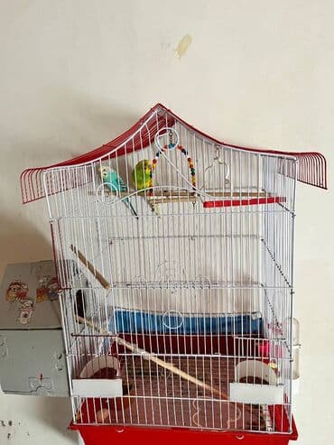 Satılır 50 MANAT QEFESİLE BİRLİKDE DİŞİ VE ERKEK lalafo.az -da Satılır 50 MANAT QEFESİLE BİRLİKDE DİŞİ VE ERKEK