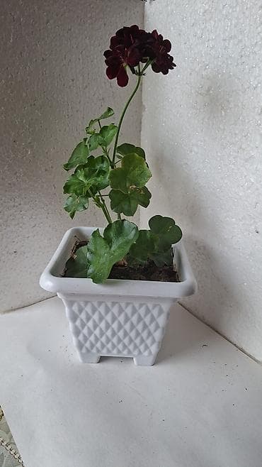 Qara-bənövşəyi çiçəyi olan sardunya (Pelargonium) – dekorativ otaq lalafo.az -da Qara-bənövşəyi çiçəyi olan sardunya (Pelargonium) – dekorativ otaq