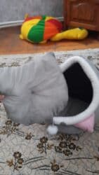 31 :28sm pişik evi satılır səf ölcudə gəlib deyə satılır gec lalafo.az -da 31 :28sm pişik evi satılır səf ölcudə gəlib deyə satılır gec