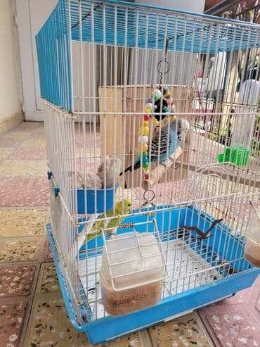 Dalğıç tutuquşuları üçün qəfəs dəsti Məhsulun tərkibi: - Metal lalafo.az -da Dalğıç tutuquşuları üçün qəfəs dəsti Məhsulun tərkibi: - Metal