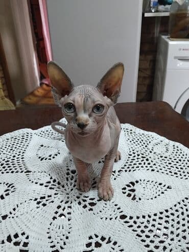 Sfinks, Dişi lalafo.az -da Sfinks, Dişi