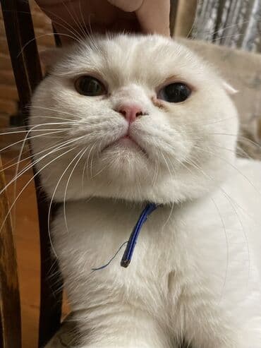 Şotland yastı qulaq lalafo.az -da Şotland yastı qulaq