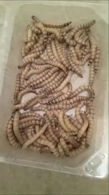 Canlı yem un qurdu və morio qurdu satılır. Hər ikisini demək olarki lalafo.az -da Canlı yem un qurdu və morio qurdu satılır. Hər ikisini demək olarki