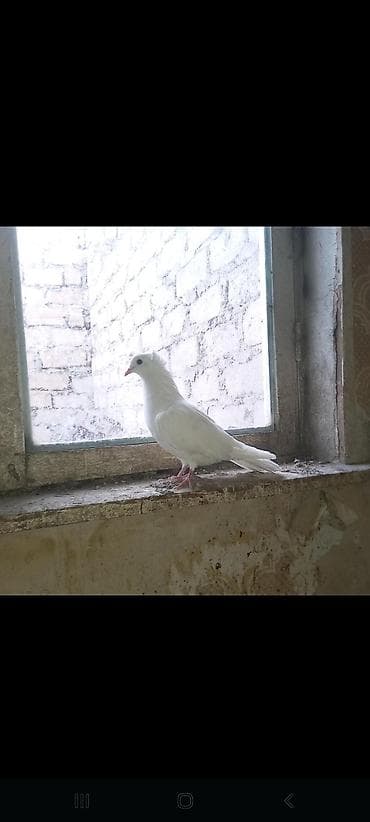 Ağ rəngli göyərçin - Tamamilə ağ lələk örtüyü, zərif və səliqəli lalafo.az -da Ağ rəngli göyərçin - Tamamilə ağ lələk örtüyü, zərif və səliqəli