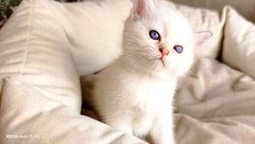 Amerikan Shorthair, Erkək, Dişi, Yaxşı əllərə, Ünvandan götürmə, Pulsuz çatdırılma, Ödənişli çatdırılma lalafo.az -da Amerikan Shorthair, Erkək, Dişi, Yaxşı əllərə, Ünvandan götürmə, Pulsuz çatdırılma, Ödənişli çatdırılma