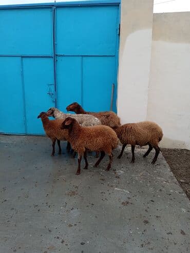 Dişi, Qala, il: 1, 50 kq, Damazlıq, Ünvandan götürmə lalafo.az -da Dişi, Qala, il: 1, 50 kq, Damazlıq, Ünvandan götürmə