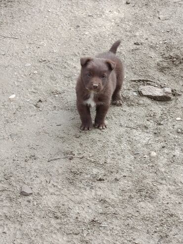 2 ay, Dişi, Ünvandan götürmə lalafo.az -da 2 ay, Dişi, Ünvandan götürmə