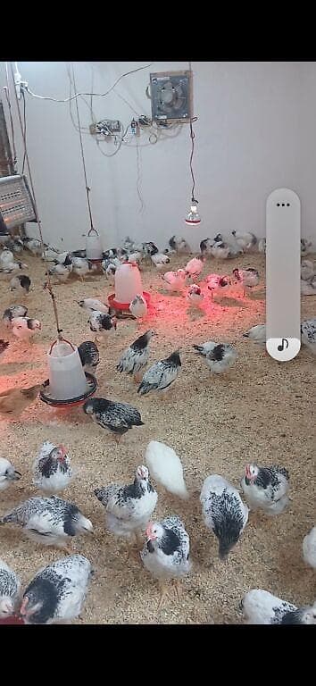 Toyuq cücələri, Ətlik lalafo.az -da — 6 Toyuq cücələri, Ətlik — 6