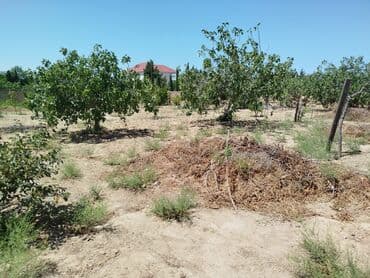 12 sot, Tikinti, Maklerlər narahat etməsin, Kupça (Çıxarış) lalafo.az -da 12 sot, Tikinti, Maklerlər narahat etməsin, Kupça (Çıxarış)