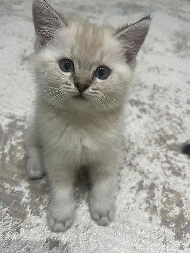 Məhsul: Gözəl pişik balası - Rəng: açıq krem rəngli tüklər, qulaq lalafo.az -da Məhsul: Gözəl pişik balası - Rəng: açıq krem rəngli tüklər, qulaq