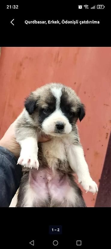 Qurdbasar, Erkek, Pulsuz çatdırılma lalafo.az -da Qurdbasar, Erkek, Pulsuz çatdırılma