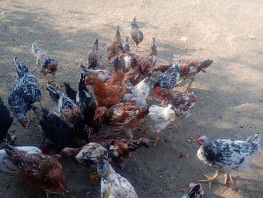 Toyuq 13 azn
Xoruz 15 azn
Hamsi 6 ayliqdir lalafo.az -da Toyuq 13 azn
Xoruz 15 azn
Hamsi 6 ayliqdir