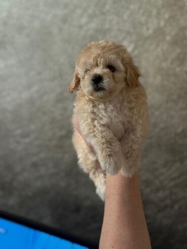 Erkek, Ünvandan götürmə lalafo.az -da Erkek, Ünvandan götürmə