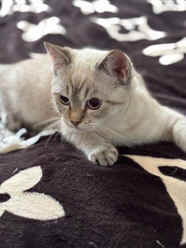 Etibarlı əllərə verilir şimşilla cins pişiyidi 5 aylığdi erkəkdi lalafo.az -da Etibarlı əllərə verilir şimşilla cins pişiyidi 5 aylığdi erkəkdi