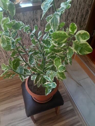 Varieteli otaq bitkisi – dekorativ yarpaqlı - Növ: ağ-yaşıl alabəzək lalafo.az -da Varieteli otaq bitkisi – dekorativ yarpaqlı - Növ: ağ-yaşıl alabəzək