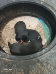 Erkek lalafo.az -da Erkek