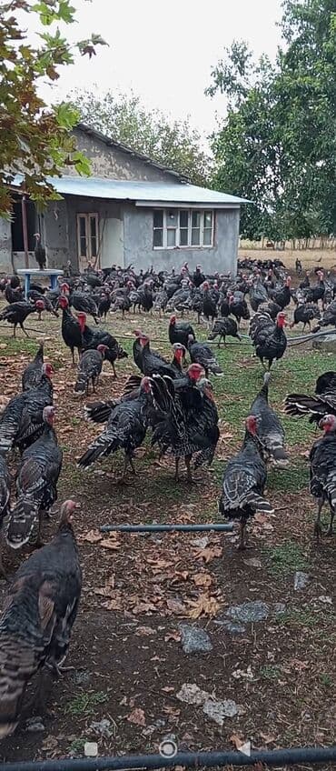 Hinduşka Amerikan Bronz 5 ay xoruz 6 kg, fərə 4 kg bir ədədinin lalafo.az -da Hinduşka Amerikan Bronz 5 ay xoruz 6 kg, fərə 4 kg bir ədədinin