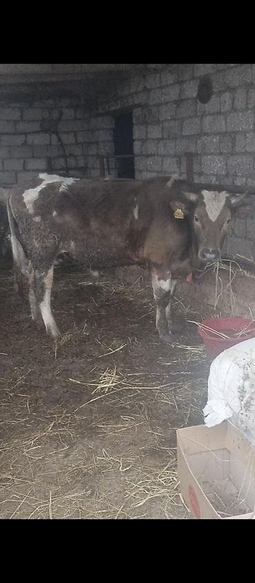 Dana, buzov, Erkək, Simental, ay: 1, 150 kq, Damazlıq, Ünvandan götürmə lalafo.az -da Dana, buzov, Erkək, Simental, ay: 1, 150 kq, Damazlıq, Ünvandan götürmə