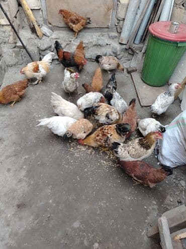 Məhsul: Ev şəraitində bəslənmiş toyuqlar (qarışıq rəng və cinslər) lalafo.az -da Məhsul: Ev şəraitində bəslənmiş toyuqlar (qarışıq rəng və cinslər)