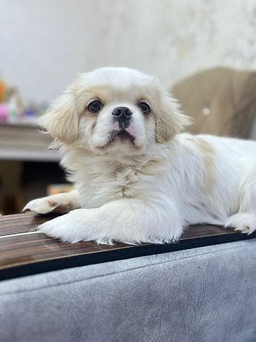Pekines, 1 il, Erkek, Peyvəndli, Ödənişli çatdırılma lalafo.az -da Pekines, 1 il, Erkek, Peyvəndli, Ödənişli çatdırılma