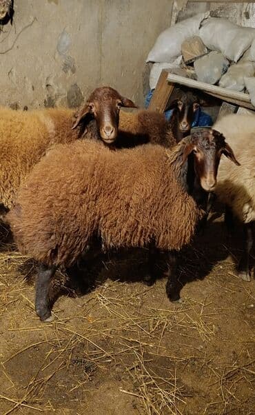 Quzu, Erkək, Qala, ay: 8, 48 kq, Damazlıq, Ünvandan götürmə lalafo.az -da Quzu, Erkək, Qala, ay: 8, 48 kq, Damazlıq, Ünvandan götürmə