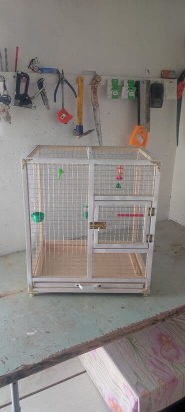 Papuqay,dovşan,hamster,şinşila,bildirçin,cücə,xamyak,pişik,quş,tısbağa lalafo.az -da Papuqay,dovşan,hamster,şinşila,bildirçin,cücə,xamyak,pişik,quş,tısbağa