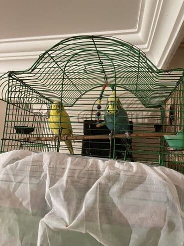 İki dalğıç papuqay və qəfəs dəsti bala vermeye hazilaşir uje yatir lalafo.az -da İki dalğıç papuqay və qəfəs dəsti bala vermeye hazilaşir uje yatir