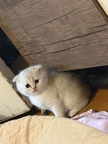 Şotland yastı qulaq lalafo.az -da Şotland yastı qulaq