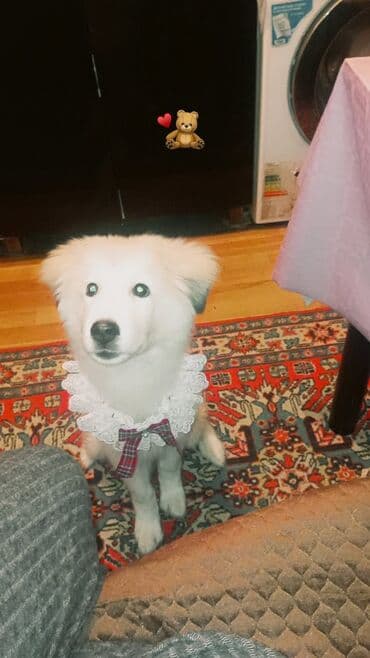 Retriever, 5 ay, Dişi, Peyvəndli, Ünvandan götürmə lalafo.az -da Retriever, 5 ay, Dişi, Peyvəndli, Ünvandan götürmə