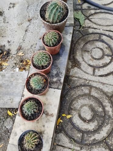 Kaktüs lalafo.az -da Kaktüs