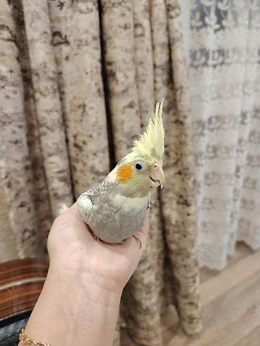 Korela balaları satılır 3 aylıq lalafo.az -da Korela balaları satılır 3 aylıq