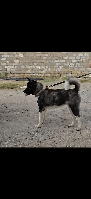 Akita-inu, 2 il, Dişi, Peyvəndli, Ödənişli çatdırılma lalafo.az -da Akita-inu, 2 il, Dişi, Peyvəndli, Ödənişli çatdırılma