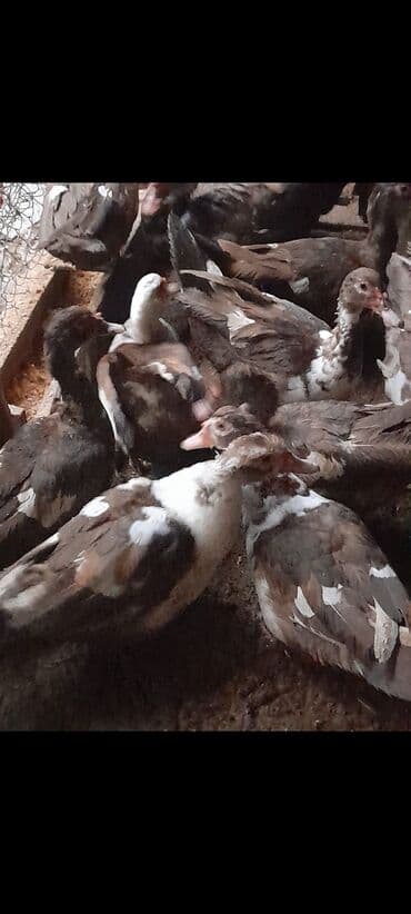 Tam saglam yumurtamaslna az qalmls ordeyler satllr hem kesime hem lalafo.az -da Tam saglam yumurtamaslna az qalmls ordeyler satllr hem kesime hem