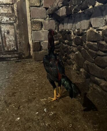 7 aylıxdı xam çolpadı hələ ayılmayıfdı isdiyən əlaqə saxlaya bilər lalafo.az -da 7 aylıxdı xam çolpadı hələ ayılmayıfdı isdiyən əlaqə saxlaya bilər