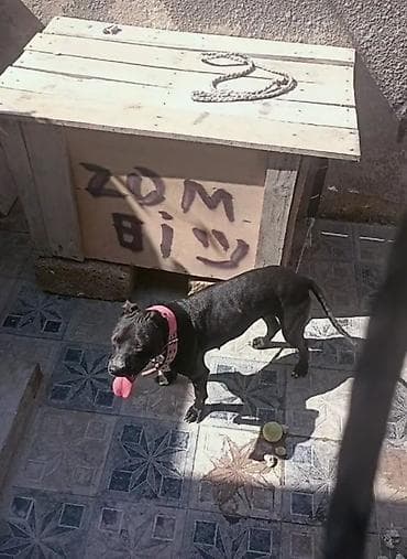 Raduxalı radasdovnu bayçovu Erkey pitbul Bir dişide Amerikan terier lalafo.az -da Raduxalı radasdovnu bayçovu Erkey pitbul Bir dişide Amerikan terier