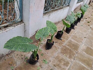 Удобрения: Güllər böyük və balaca olmaqla 10-15 manatdır. Ümumklokdə 8 ədəddir at lalafo.az — 2 Удобрения: Güllər böyük və balaca olmaqla 10-15 manatdır. Ümumklokdə 8 ədəddir — 2