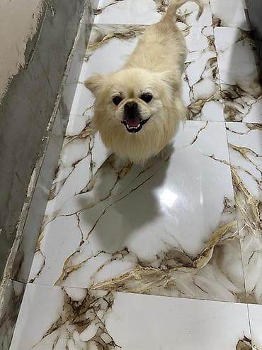 Pekines, Erkək, Sənədli, Ünvandan götürmə lalafo.az -da Pekines, Erkək, Sənədli, Ünvandan götürmə