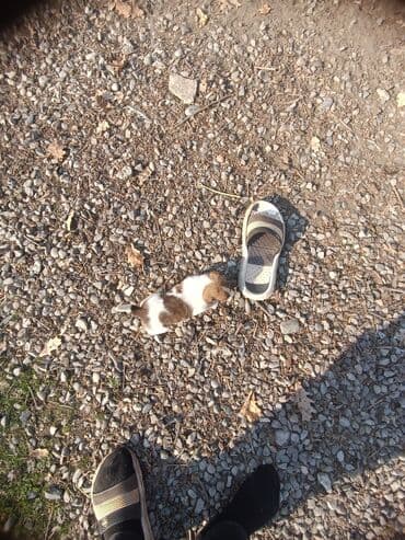 1 ay lalafo.az -da 1 ay