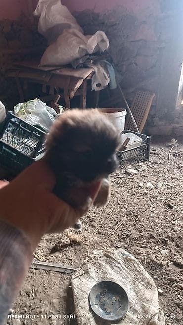 2 ay, Dişi, Pulsuz çatdırılma lalafo.az -da 2 ay, Dişi, Pulsuz çatdırılma