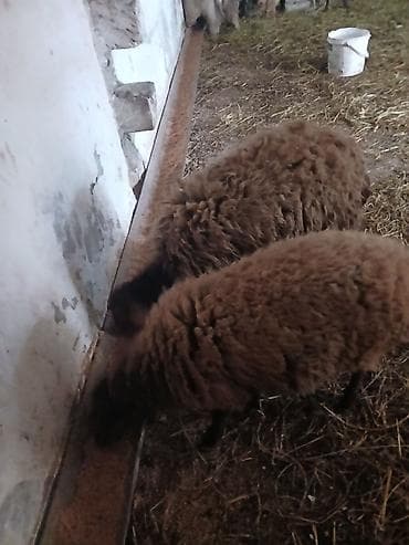 Iki baş qala cinsi ekizdilər 11 ayLlqdlLar qiymet birine aiddir.qoc lalafo.az -da Iki baş qala cinsi ekizdilər 11 ayLlqdlLar qiymet birine aiddir.qoc