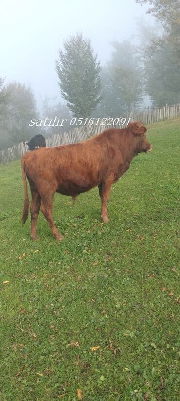 Satışda: Qırmızı rəngli iri buğa/inek (mal-qara). Xüsusiyyətlər: - lalafo.az -da Satışda: Qırmızı rəngli iri buğa/inek (mal-qara). Xüsusiyyətlər: -