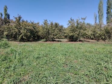 10 sot, Kənd təsərrüfatı, Mülkiyyətçi, Kupça (Çıxarış) lalafo.az -da 10 sot, Kənd təsərrüfatı, Mülkiyyətçi, Kupça (Çıxarış)