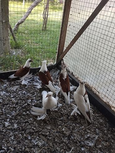 5 ədəd sağlam super iri lələkli quşlardı. Qızılı-qəhvəyi və ağ rəngli at lalafo.az 5 ədəd sağlam super iri lələkli quşlardı. Qızılı-qəhvəyi və ağ rəngli