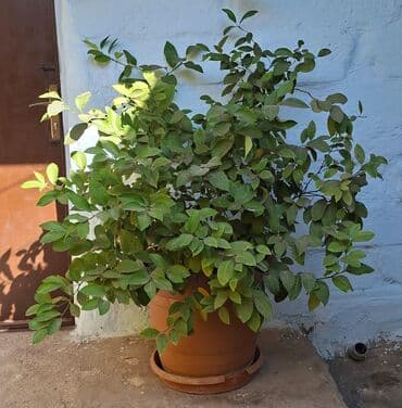 REAL ALICIYA ENDİRİM OLUNACAQ lalafo.az -da REAL ALICIYA ENDİRİM OLUNACAQ