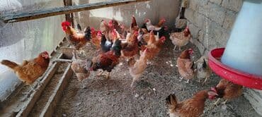 Toyuq, Yumurtalıq lalafo.az -da Toyuq, Yumurtalıq