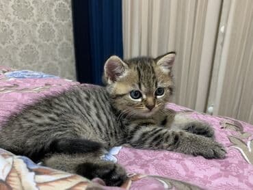 Tabbi, Erkək, Yaxşı əllərə, Ünvandan götürmə lalafo.az -da Tabbi, Erkək, Yaxşı əllərə, Ünvandan götürmə