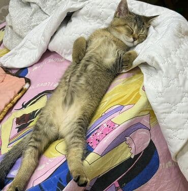 Qızıl şinşilla, Erkək, Yaxşı əllərə, Ödənişli çatdırılma lalafo.az -da Qızıl şinşilla, Erkək, Yaxşı əllərə, Ödənişli çatdırılma