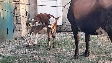 Üçüncü qarına dörd günlük smental erkək balası yanında danası süni lalafo.az -da Üçüncü qarına dörd günlük smental erkək balası yanında danası süni