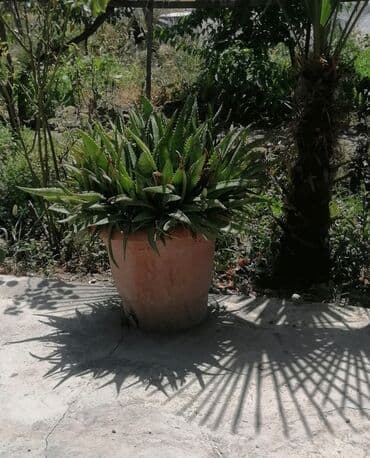 15 ilin bitkisidir. Kasmetoluqda isifadə edilir. Təbabətdə. Müalicə lalafo.az -da 15 ilin bitkisidir. Kasmetoluqda isifadə edilir. Təbabətdə. Müalicə